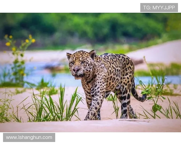 特拉维与阿尔特的精彩对决揭示足球战术与团队合作的魅力 特拉维与阿尔特的精彩对决揭示足球战术与团队合作的魅力